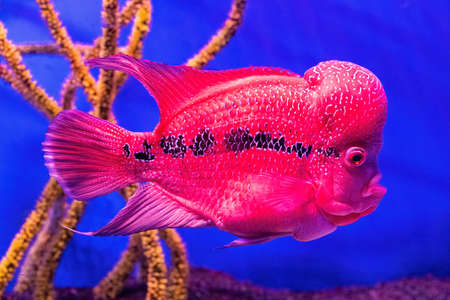 Flower Horn fish cichlid. Red fish in the aquarium.の写真素材