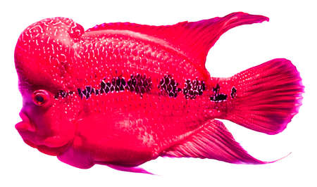 Flower Horn fish cichlid isolated on white background.