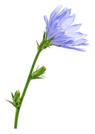 chicory flower isolated on the white background. CichÃ³rium.の写真素材