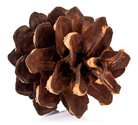 pine cones isolated on white background. Clipping path.の写真素材