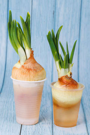 Onion cultivation. Green onions sprout in a glass.の写真素材