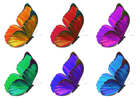 butterflies multicolored isolated on white background. collection. clipping path.の写真素材