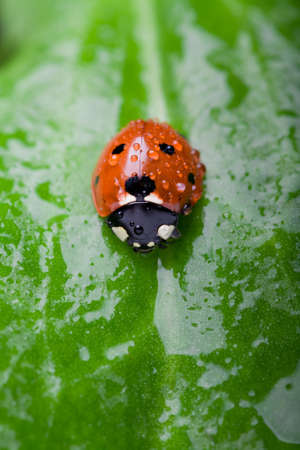 Ludybug on wet green leaf