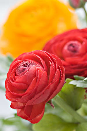 colorful buttercups bouquet, natural background