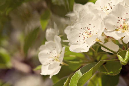white apricot flowers on the branch. Spring time.の写真素材
