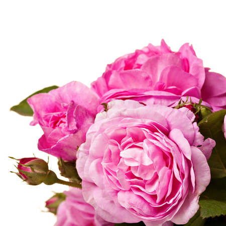 Beautiful pink roses isolated over whiteの写真素材