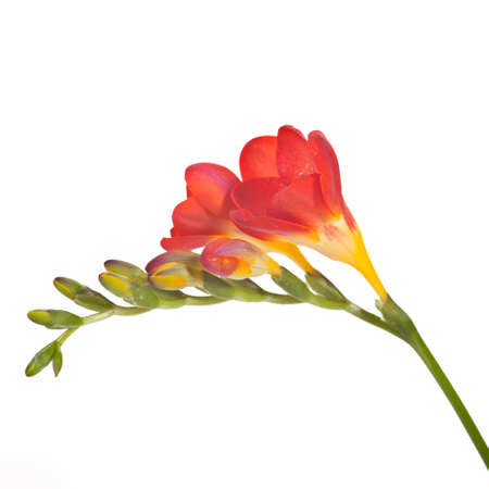  red and yellow freesia with flowersの写真素材