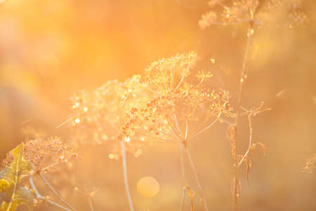Dried plant in sunset lightの写真素材