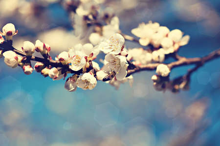 Vintage photo of white apricot tree flowers in spring