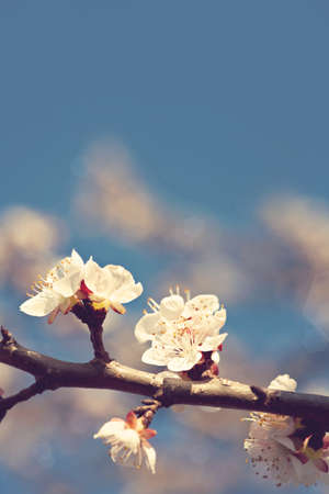 Flowers of the apricot blossoms on a spring dayの写真素材