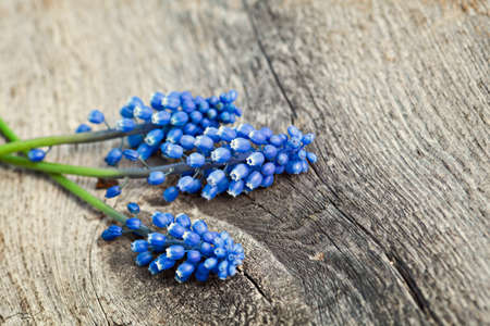 blue spring flowers on wooden tableの写真素材