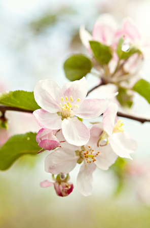 Closeup blossoming tree brunch with white flowersの写真素材