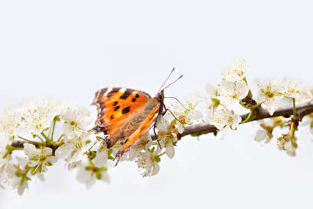 Butterfly on blooming spring treeの写真素材