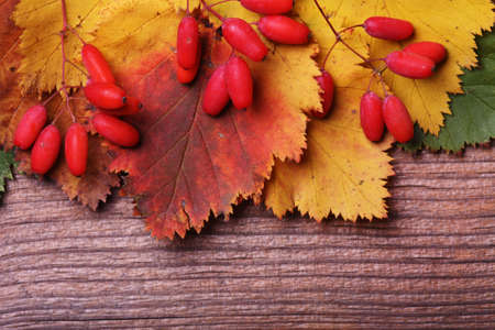 Autumn barberries on wooden backgroundの写真素材