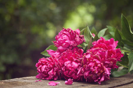 Pink peonies bouquet outdoorの写真素材