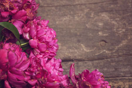 Pink peonies bouquet outdoorの写真素材
