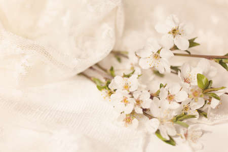 Delicat spring flowersの写真素材