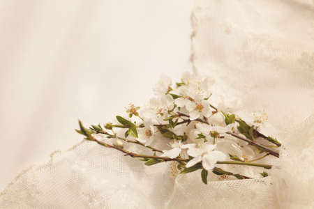 Delicate spring flowersの写真素材