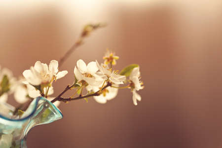 Delicat spring flowersの写真素材