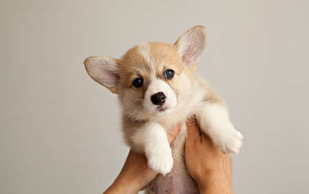 Cute puppy welsh corgi pembrokeの写真素材