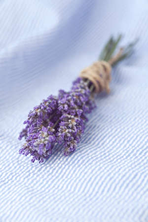 A bunch of fresh lavender on the clothの写真素材