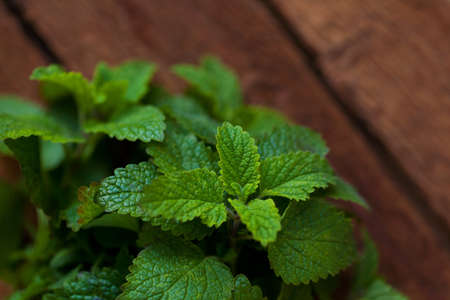 Fresh mint bunch on old wooden backgroundの写真素材