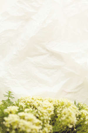 Wildflowers bouquet on white paper backgroundの写真素材