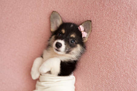 Cute puppy welsh corgi pembrokeの写真素材