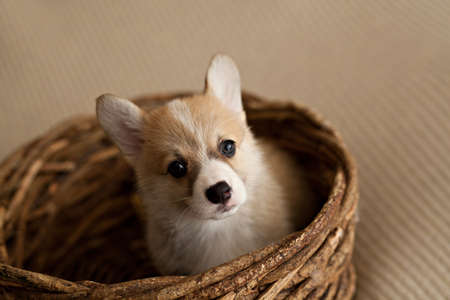 Cute puppy welsh corgi pembrokeの写真素材