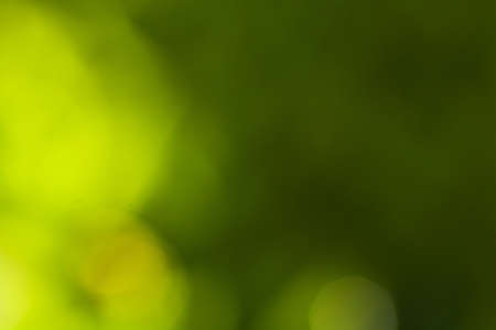 Natural abstract green blurred background with sunlight