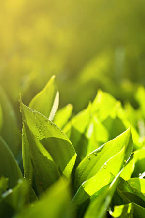 Closeup nature view of green leaf in garden at spring under sunlight for your backgroundの写真素材