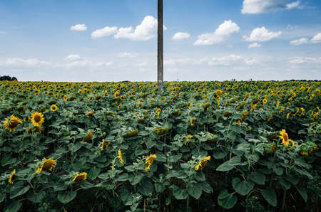 Field of sunflowers with cloudy blue skyの写真素材