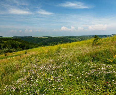 Wild flowers on the slopes of the canyon of the Dniester