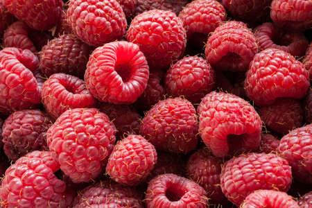The crop of juicy ripe raspberry close-upの写真素材
