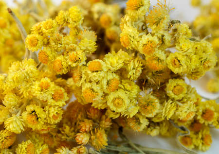 The dried flowers of helichrysum arenarium closeup   An infusion of the bright yellow flowers is used in the treatment of gall bladder disordersの写真素材