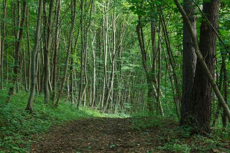 Footpath in the dense deciduous forest in summer