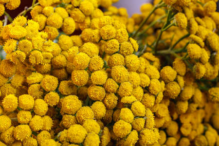 Tansy  Tanacetum vulgare  also known as Common Tansy, Bitter Buttons, Cow Bitter, Mugwort, or Golden...