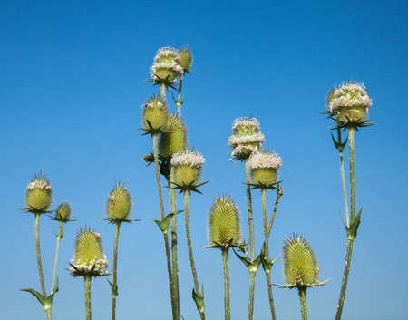 Thistle is a genus of flowering plants in the aster family