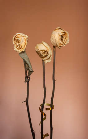 Dry rose close up on a  brown background.の写真素材