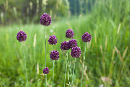 The flower of garlic photographed by a close upの写真素材