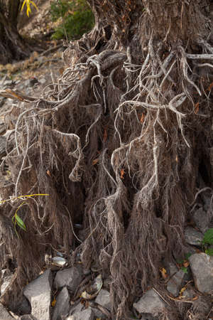 Photo of naked willow roots during drought