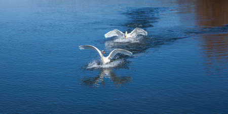 Swan drives away the enemy from his belovedの写真素材