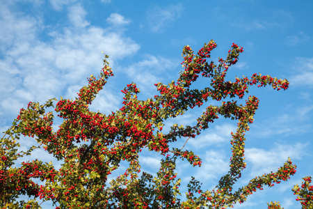 Hawthorn. Widely used as an ornamental and medicinal plant. Fruits are eaten. Medonos.の写真素材