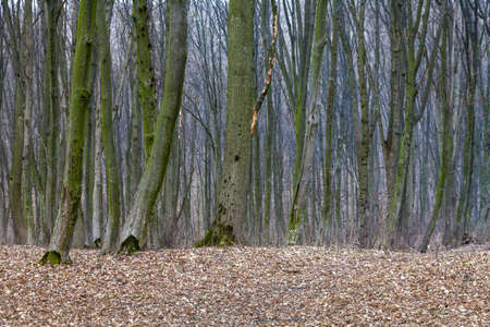 Trunks of trees without leaves in the spring