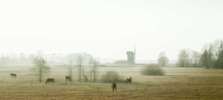 Misty morning with horses and old windmillの写真素材