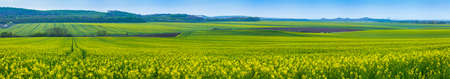 Wide panorama with fields of blooming canolaの写真素材