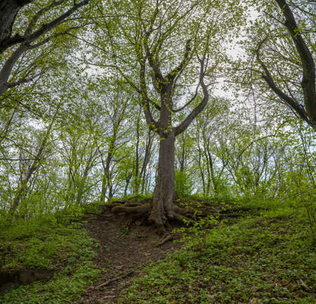 Tree with young leaves against the lightの写真素材