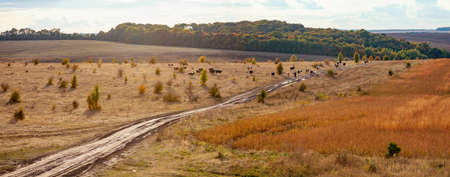 Herd of cows walking along a rural roadの写真素材