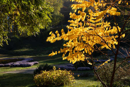 Yellow autumn leaves illuminated by the sunの写真素材