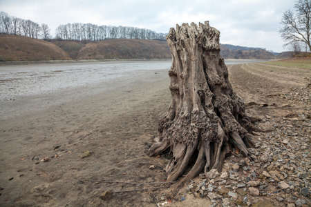Old stumps on the bank of a dried riverの写真素材